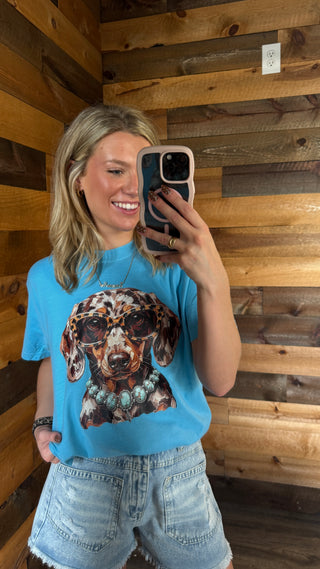 Dachshund Wearing Turquoise